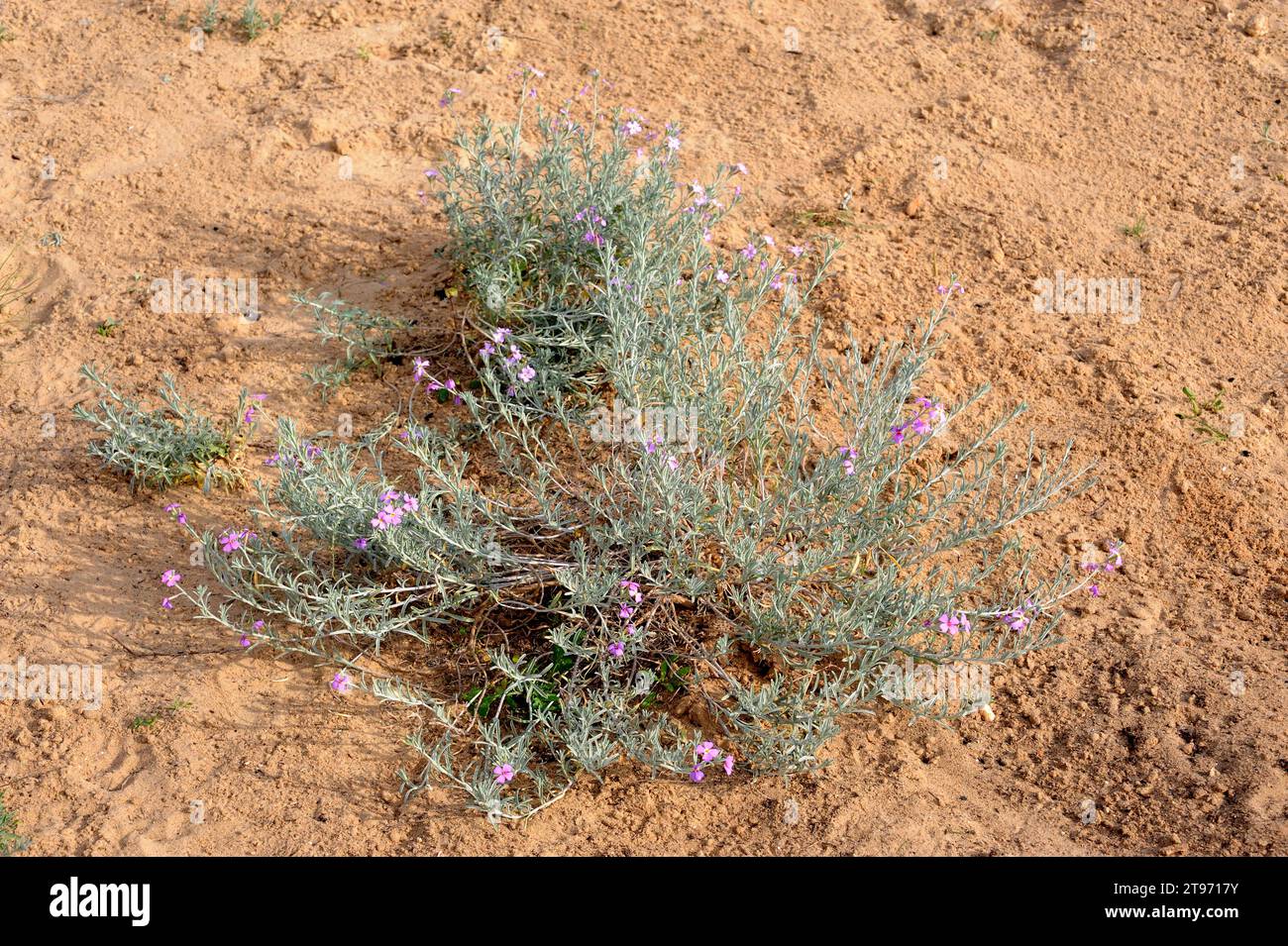 Malcolmia littorea is a perennial herb native to west Mediterranean region. This photo was taken in El Saler, Valencia province, Spain. Stock Photo