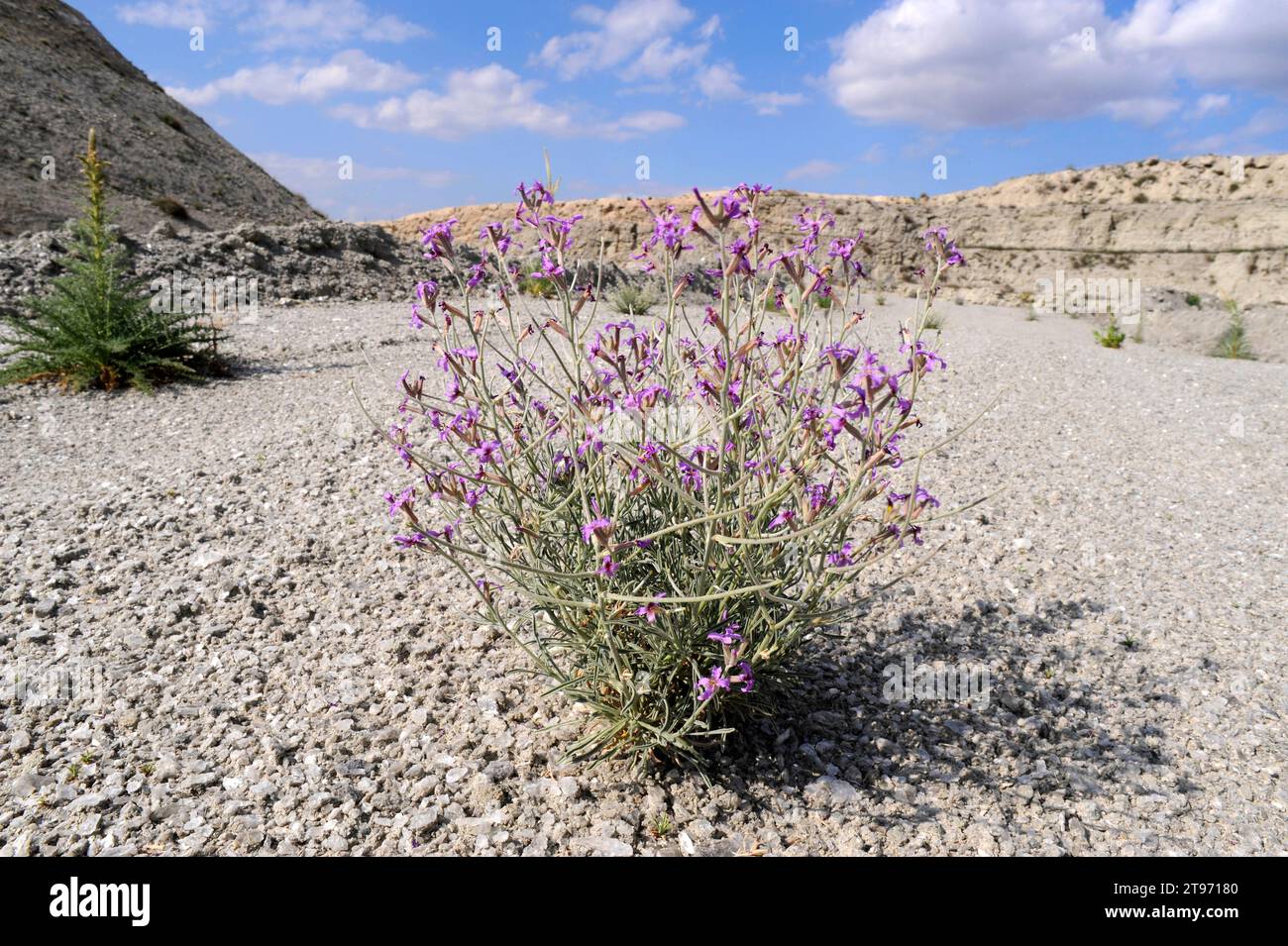 Alheli de campo (Matthiola fruticulosa) is a perennial herb native to mediterranean region. This photo was taken in Tajuña Valley, Madrid, on gypsum s Stock Photo