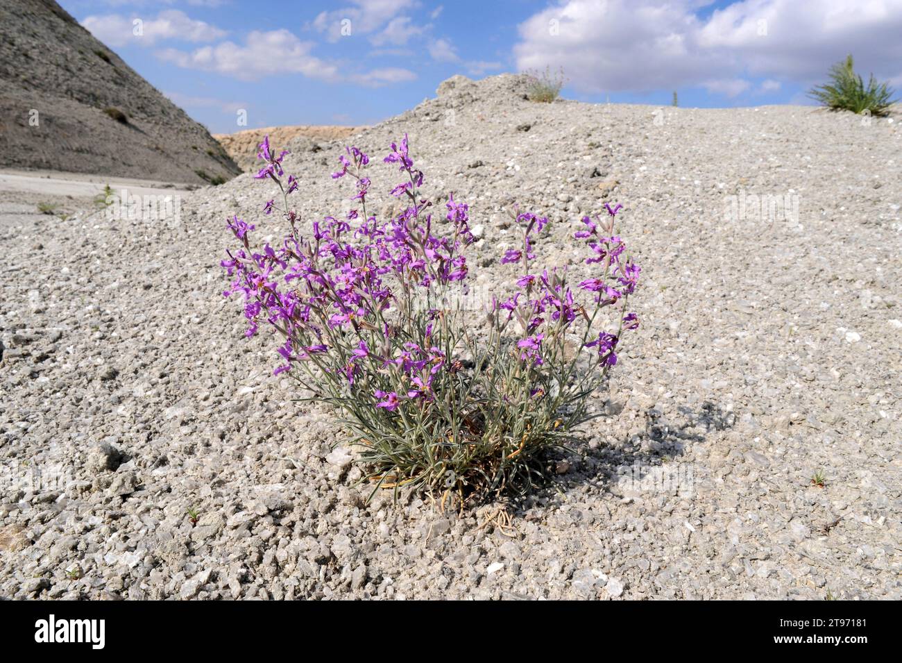 Alheli de campo (Matthiola fruticulosa) is a perennial herb native to mediterranean region. This photo was taken in Tajuña Valley, Madrid, Spain. Stock Photo