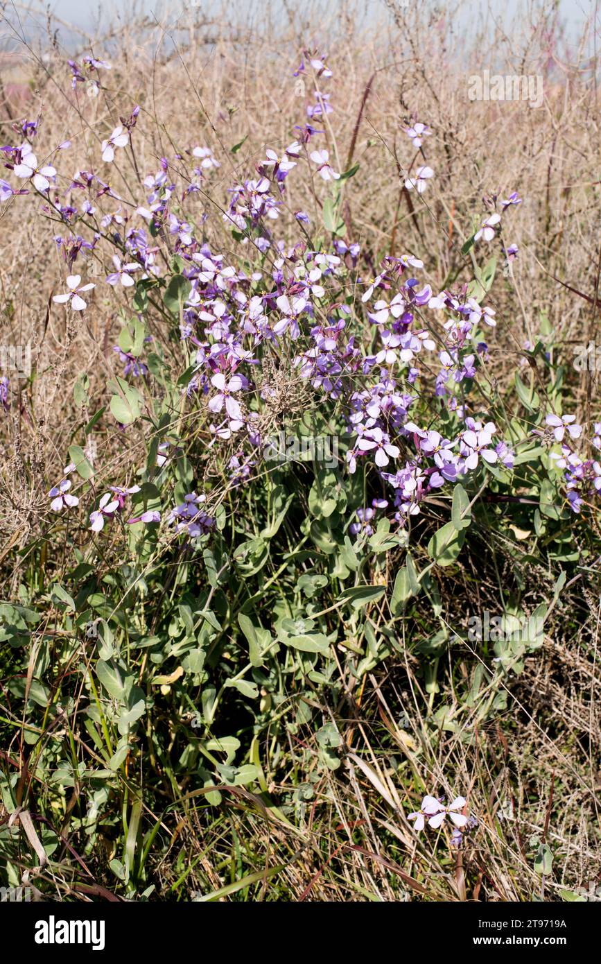 Collejón (Moricandia arvensis) is an annual or perennial herb native to south Europe and northwest Africa. This photo was taken in El Segrià, Lleida, Stock Photo