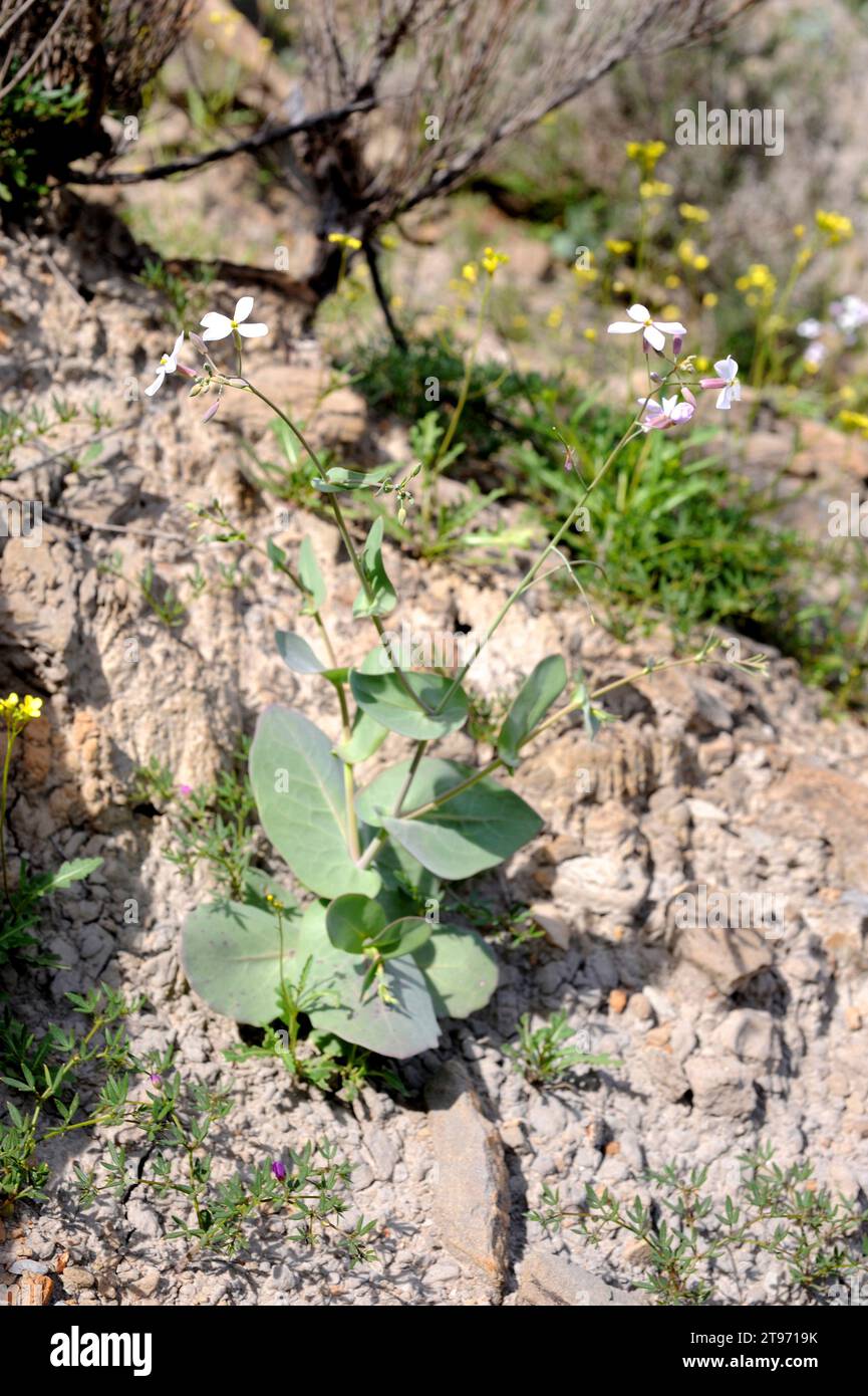Moricandia foetida is an annual herb endemic to southeastern Spain. This photo was taken in Desierto de Tabernas Natural Park, Almeria, Andalusia, Spa Stock Photo