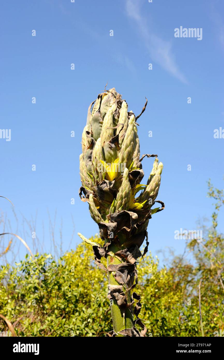 Chagual (Puya berteroniana) is a perennial plant endemic to Chile. Stock Photo