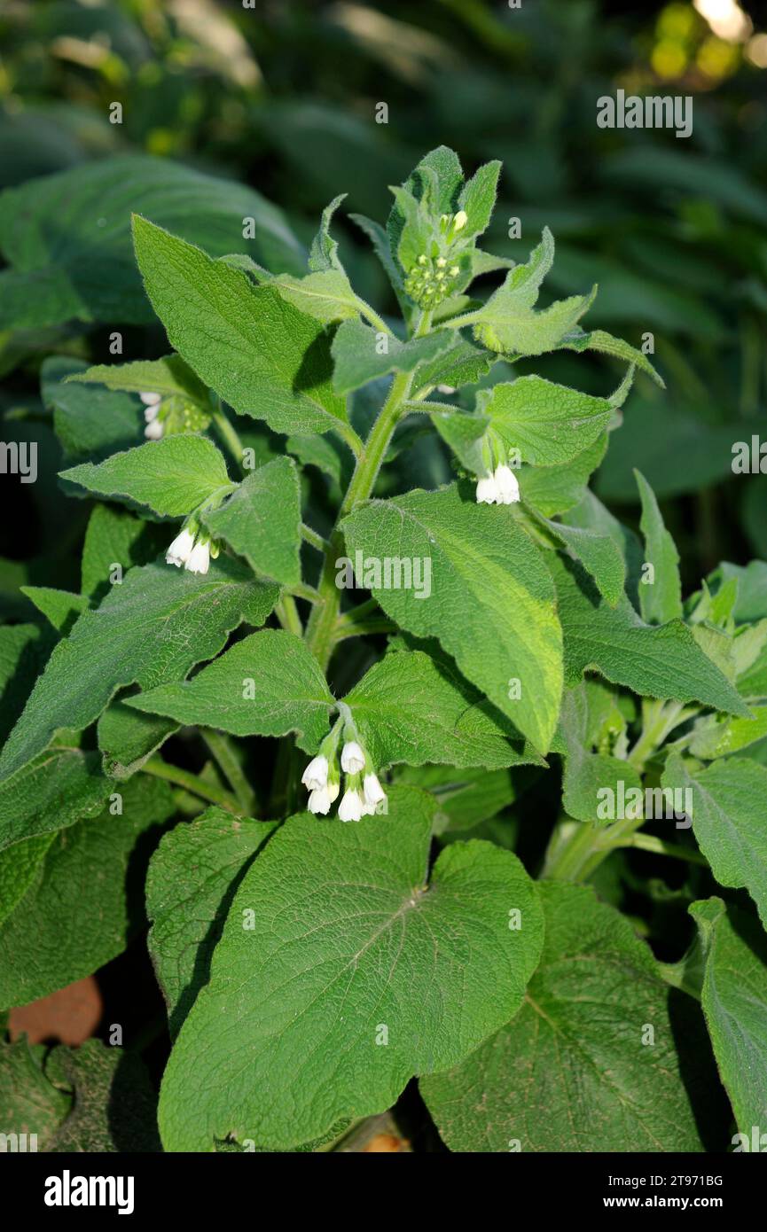 Common comfrey, consound or slippery-root (Symphytum officinale) is a perennial medicinal herb native to Europe. Stock Photo