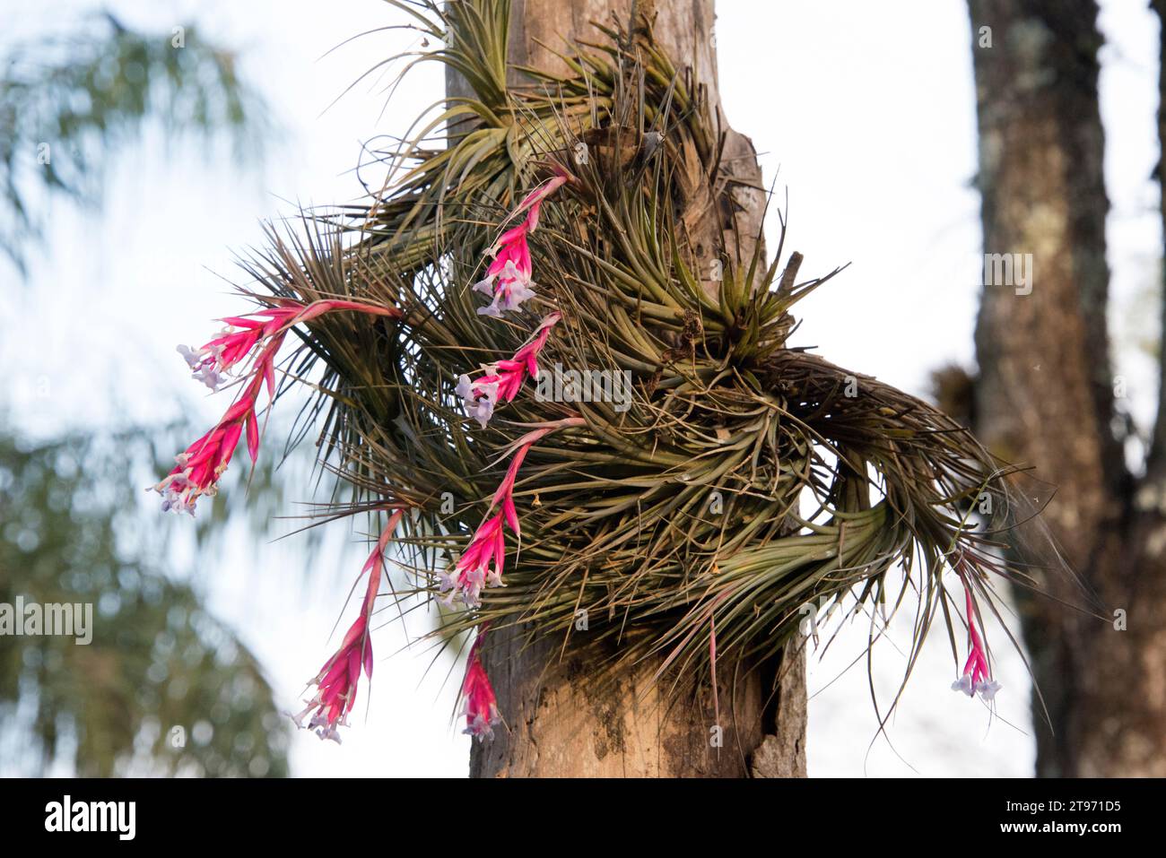 Tillandsia tenuifolia plant hi-res stock photography and images - Alamy