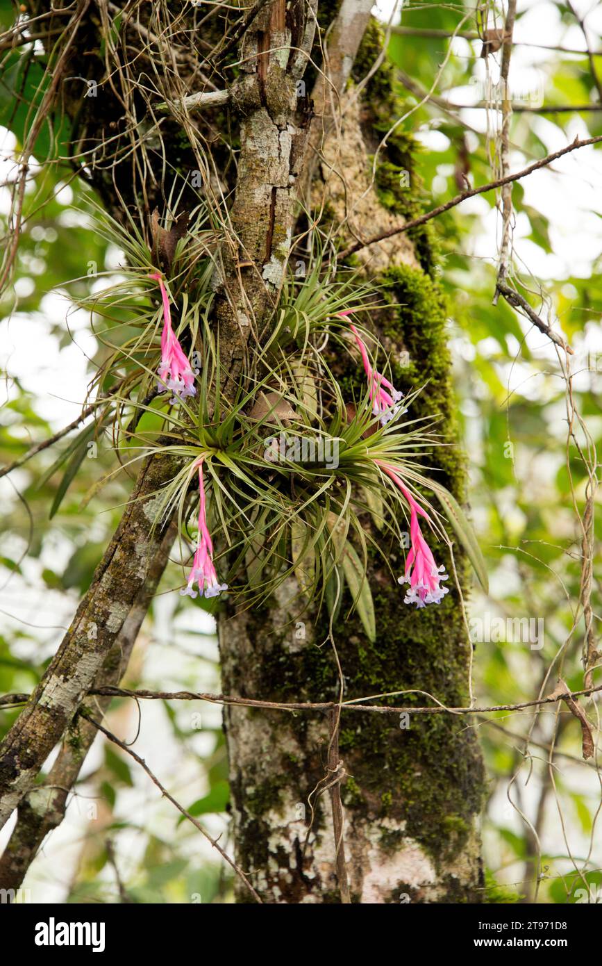 Tillandsia tenuifolia plant hi-res stock photography and images - Alamy