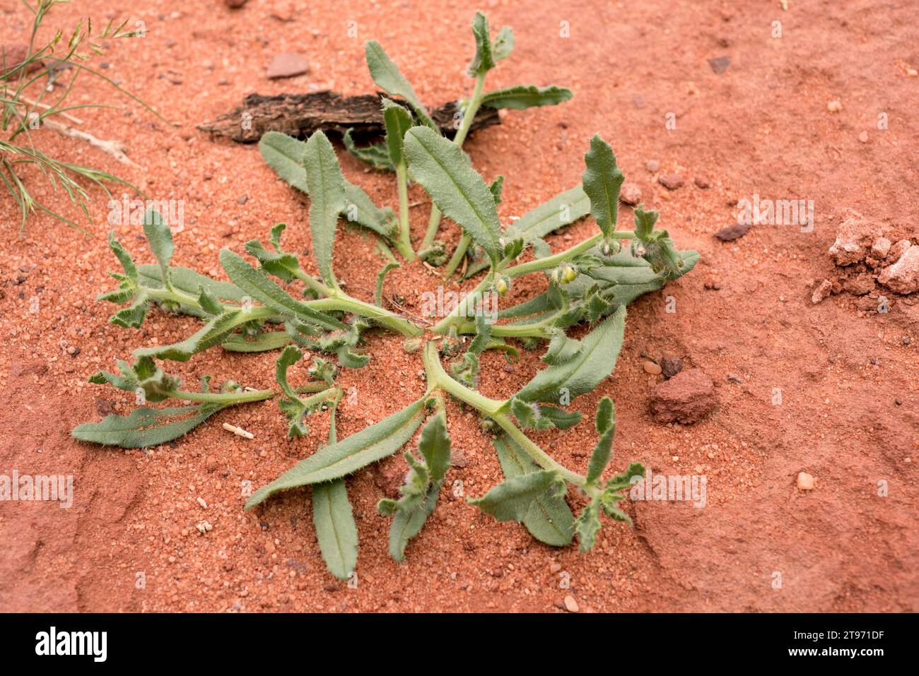 Trichodesma africanum is an annual herb native to deserts regions of Africa and West Asia. This photo was taken in Wadi Rum Desert, Jordan. Stock Photo
