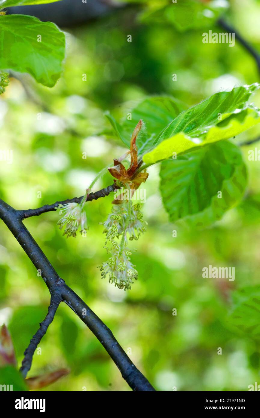 European beech (Fagus sylvatica) is a deciduous tree native to central Europe and mountains of south Europe. Male flowers (catkins) detail. This photo Stock Photo