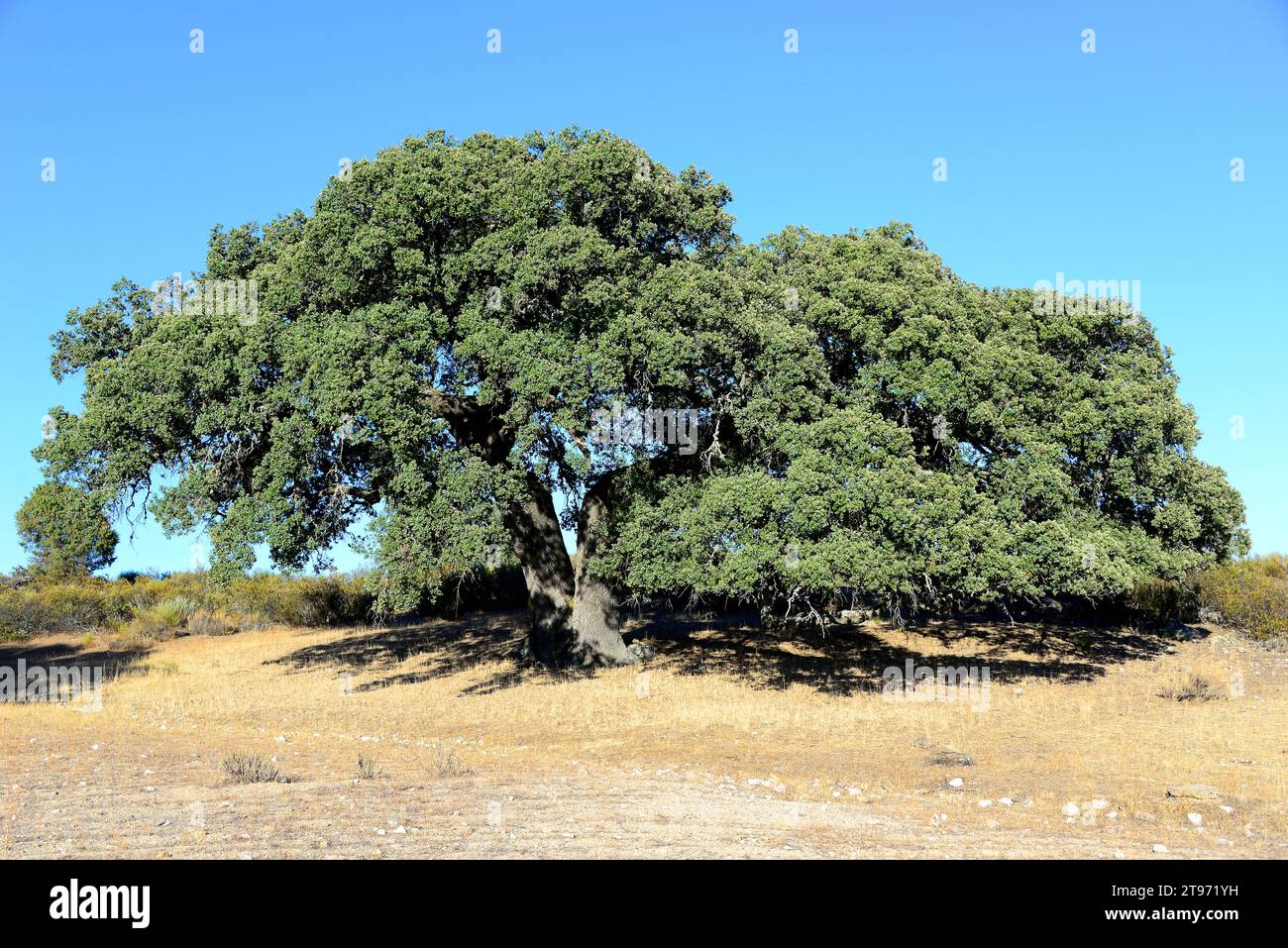 Quercus ilex holm oak del hi-res stock photography and images - Alamy