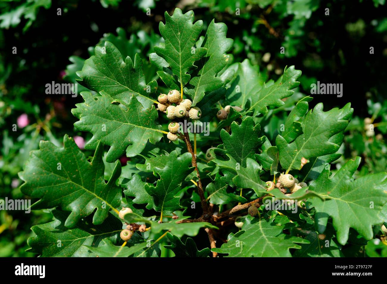 Downy oak or pubescent oak (Quercus pubescens or Quercus humilis) is a deciduous tree native to southern Europe and southwest Asia from Pyrenees to Tu Stock Photo