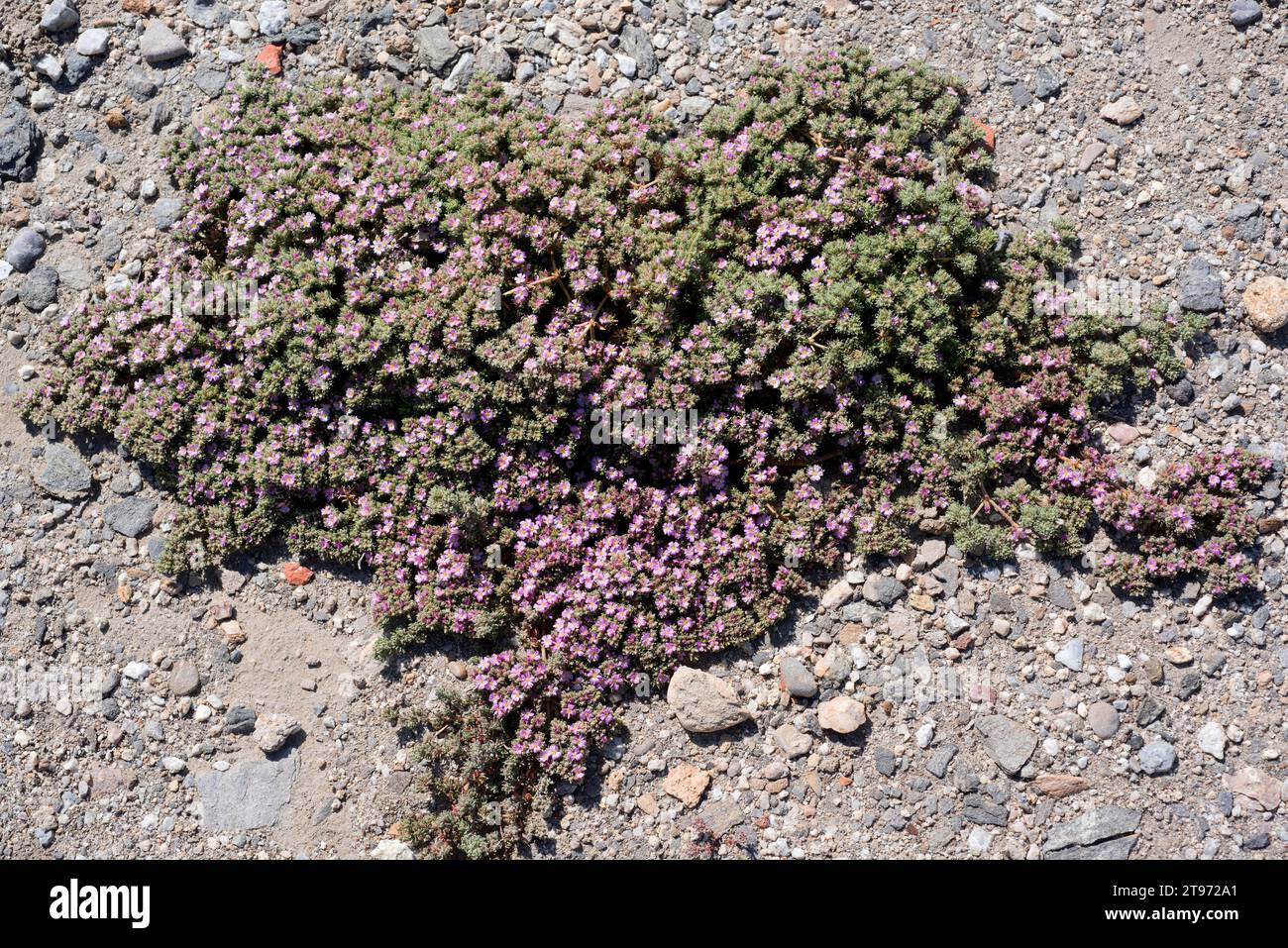 Sea heath (Frankenia laevis) is a prostrate shrub native to Europe coasts and saline soils of the interior and north Africa. This photo was taken in C Stock Photo