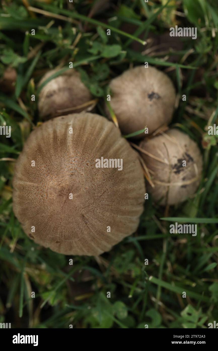 Big Inky cap mushrooms in grass in the autumn garden Stock Photo