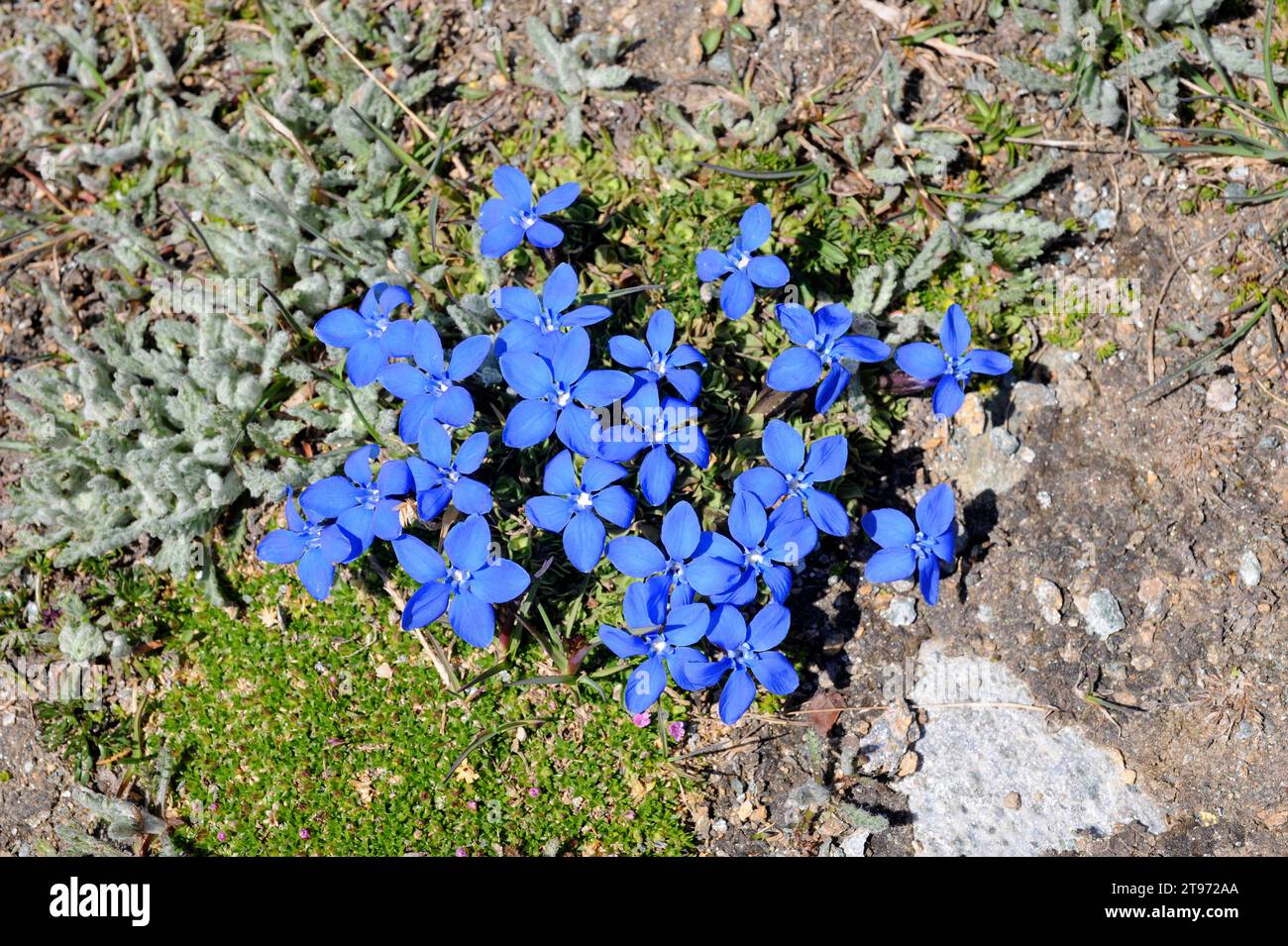 Short-leaved gentian (Gentiana brachyphylla or Gentiana verna brachyphylla) is a herb native to Alps and Pyrenees. This photo was taken in Swiss Alps. Stock Photo