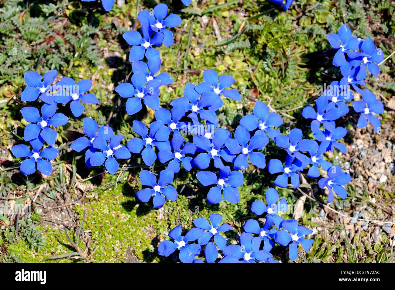 Short-leaved gentian (Gentiana brachyphylla or Gentiana verna brachyphylla) is a herb native to Alps and Pyrenees. This photo was taken in Swiss Alps. Stock Photo
