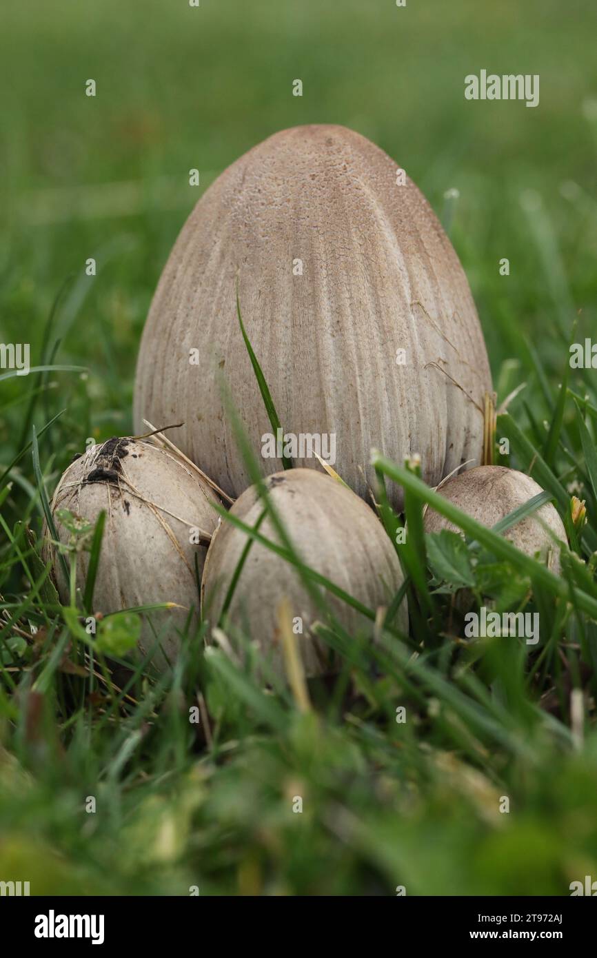 Big Inky cap mushrooms in grass in the autumn garden Stock Photo