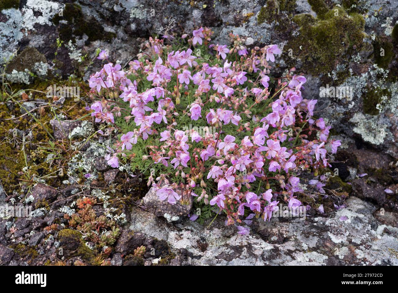 Geranio del Paular (Erodium paularense) is an endangered species endemic to El Paular (Madrid), Guadarrama Mountains and Guadalajara province. This ph Stock Photo