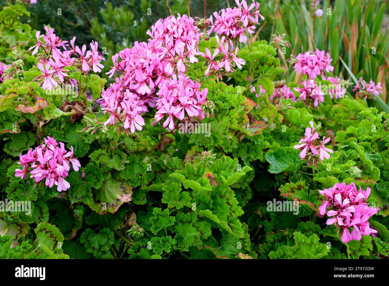 horse-shoe-pelargonium-pelargonium-zonale-is-a-shrub-native-to
