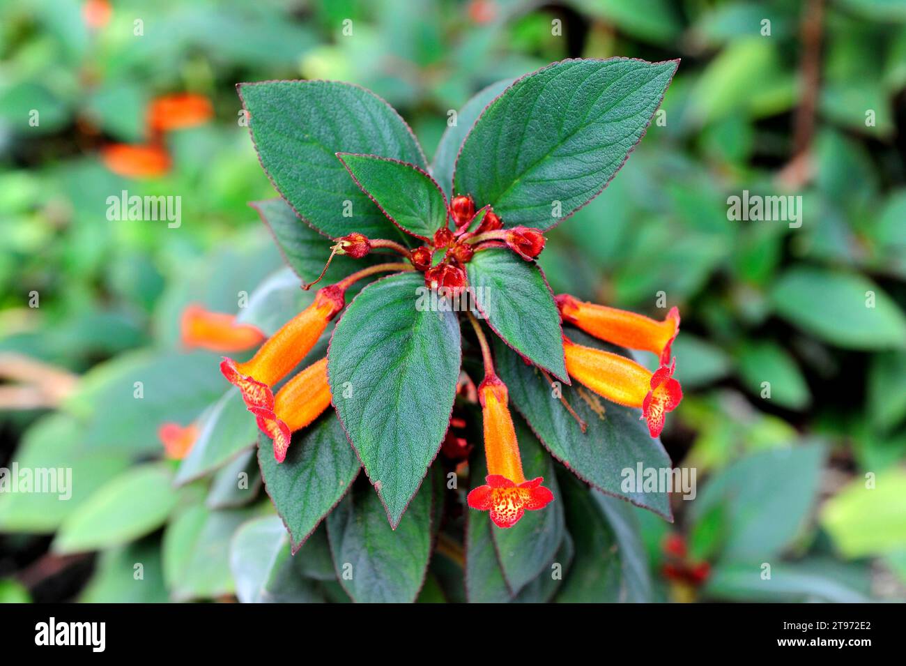 Red trumpet (Kohleria eriantha) is a annual or perennial herb native to tropical America. Stock Photo