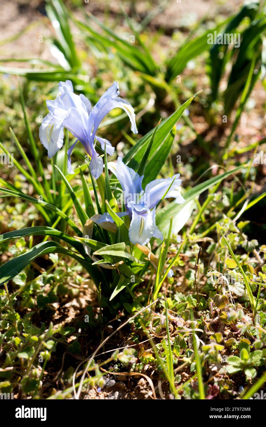 Aucher-Eloy iris (Iris aucheri) is a perennial plant native to western Asia. Stock Photo