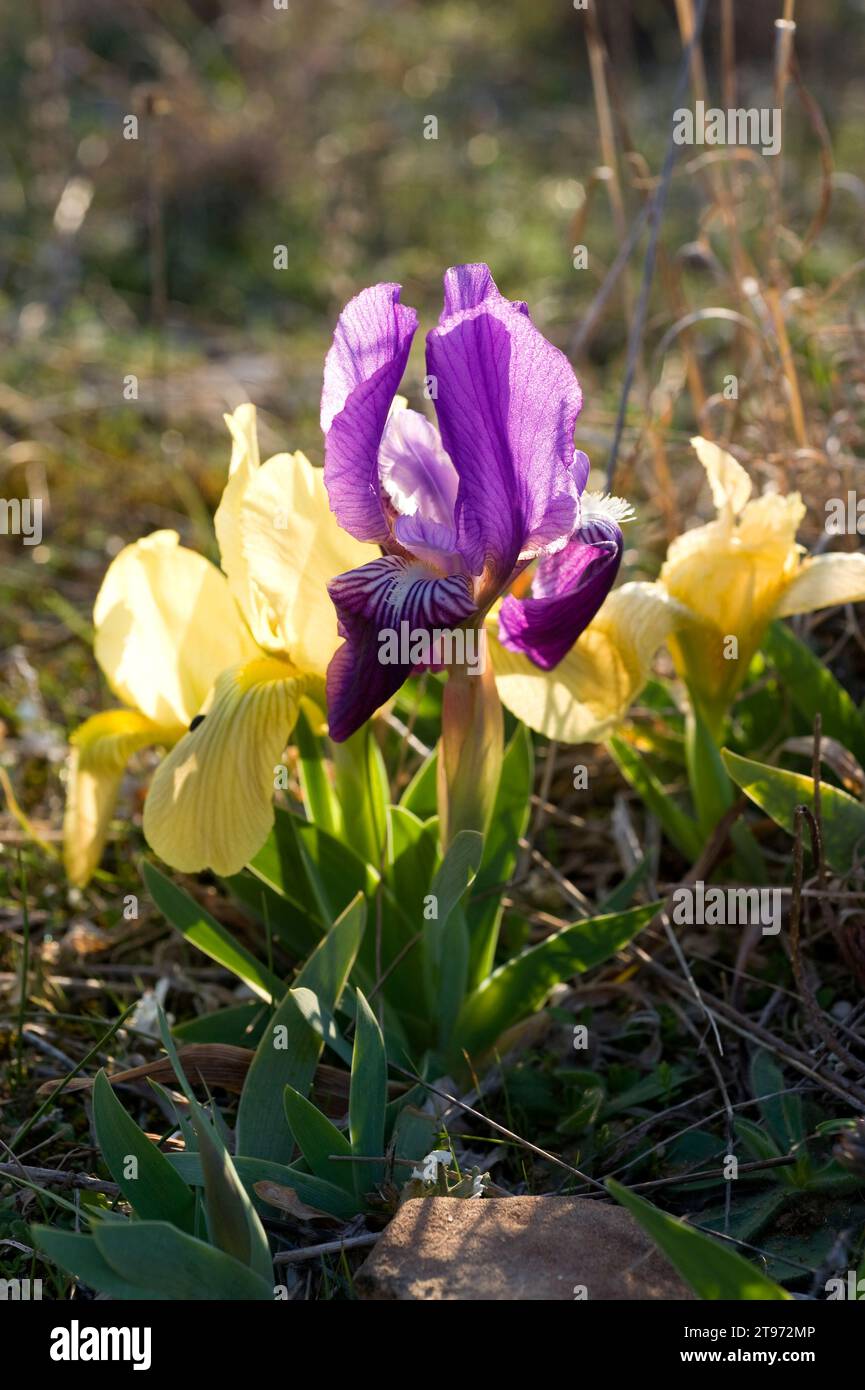 Crimean iris (Iris lutescens) is a perennial plant native to north east Spain, south France, Italy and Portugal. The flowers can be yellow or violet. Stock Photo