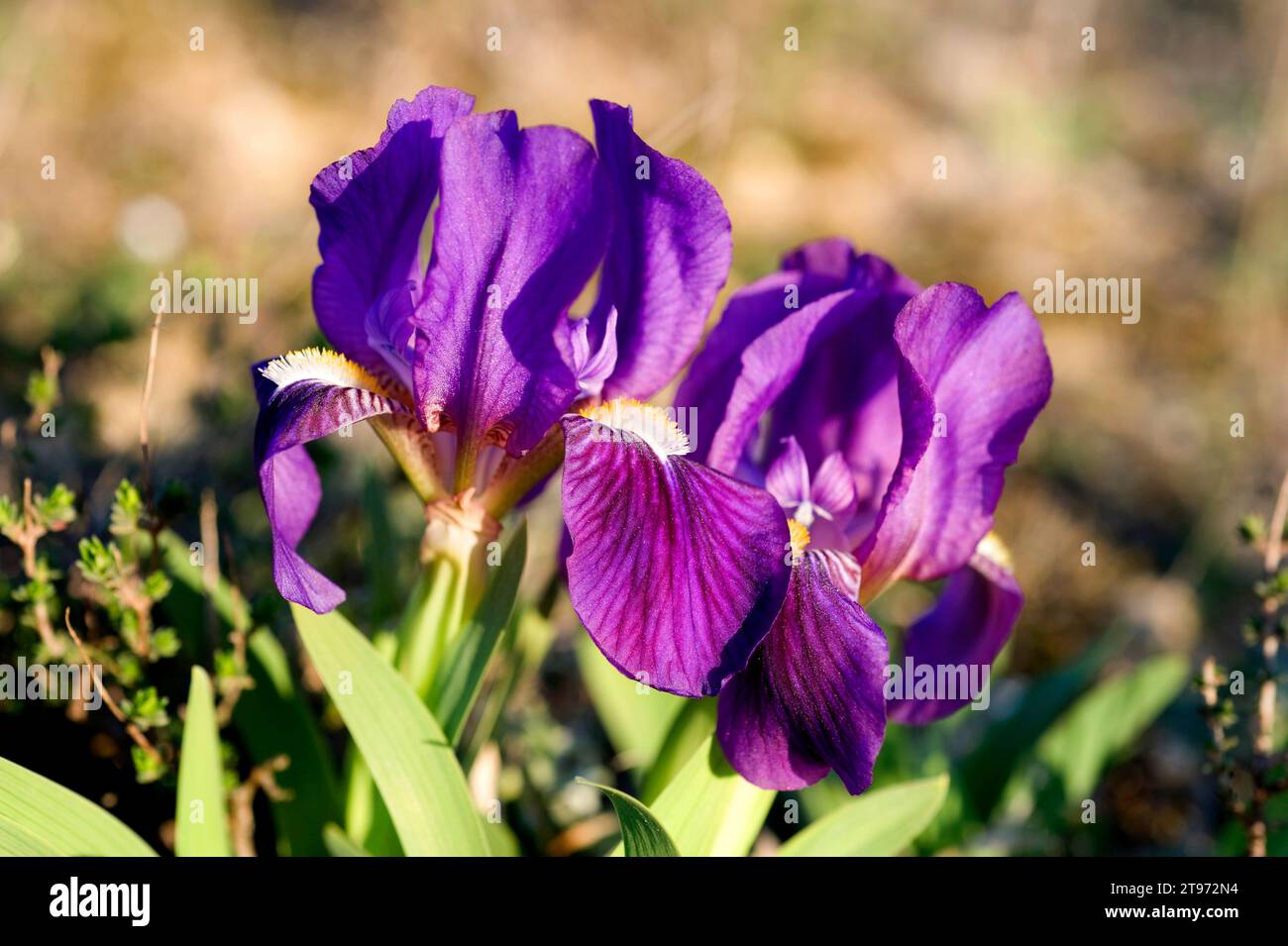 Crimean iris (Iris lutescens) is a perennial plant native to north east Spain, south France, Italy and Portugal. The flowers can be yellow or violet. Stock Photo
