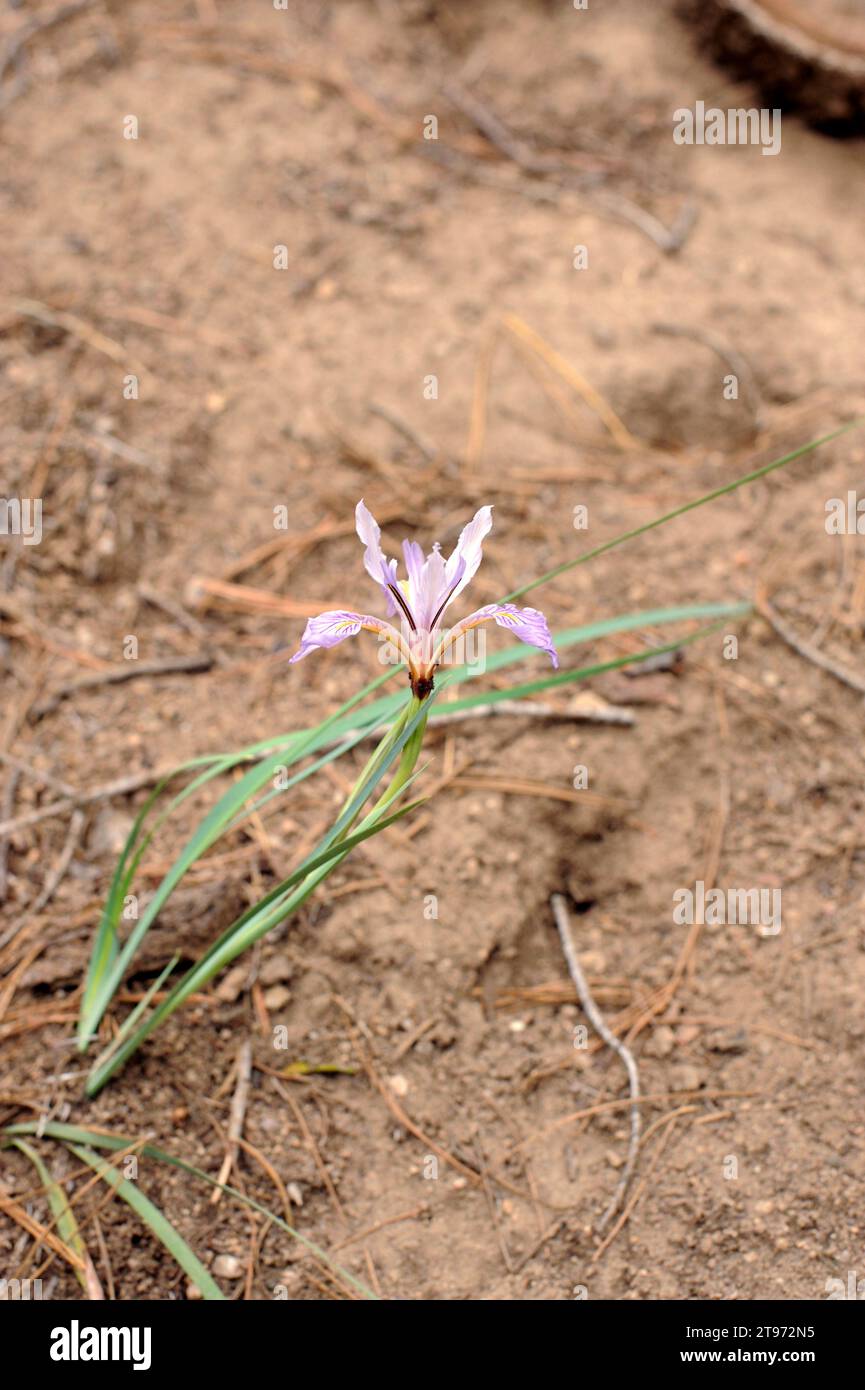 Missouri flag or Rocky Mountain iris (Iris missouriensis or Iris
