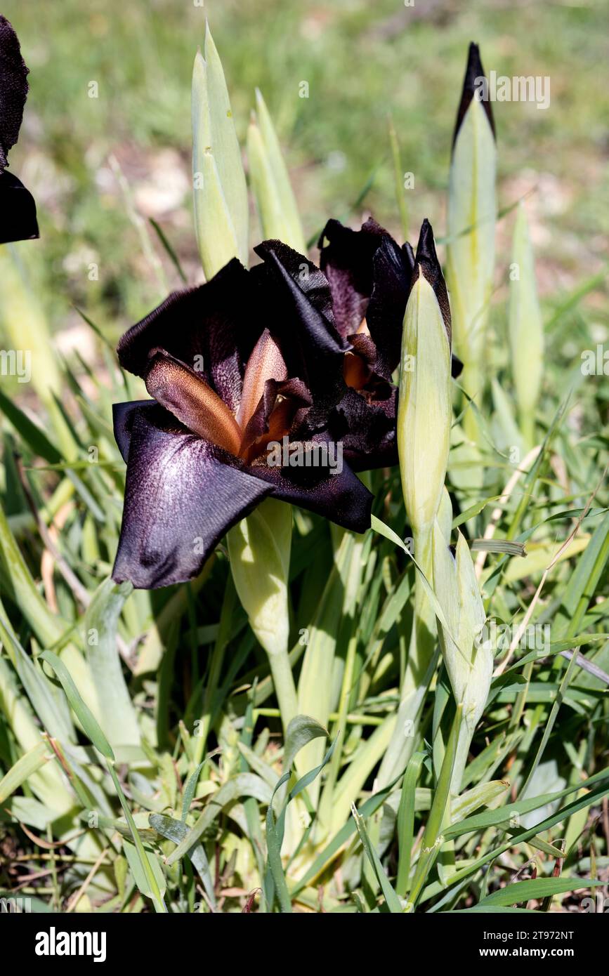 Jordan iris (Iris nigricans) is an endemic plant native to Jordan. It