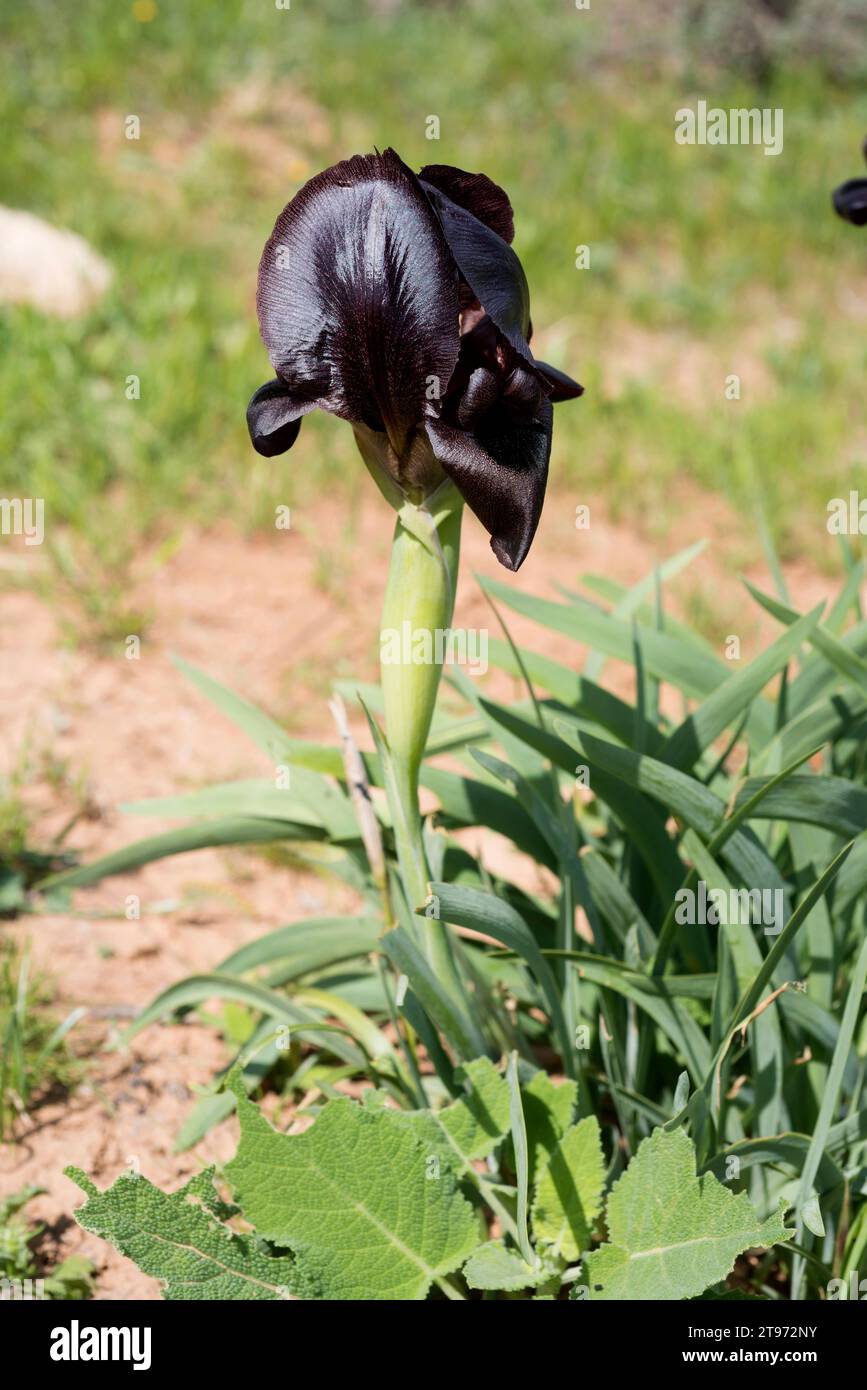 Jordan iris (Iris nigricans) is an endemic plant native to Jordan. It
