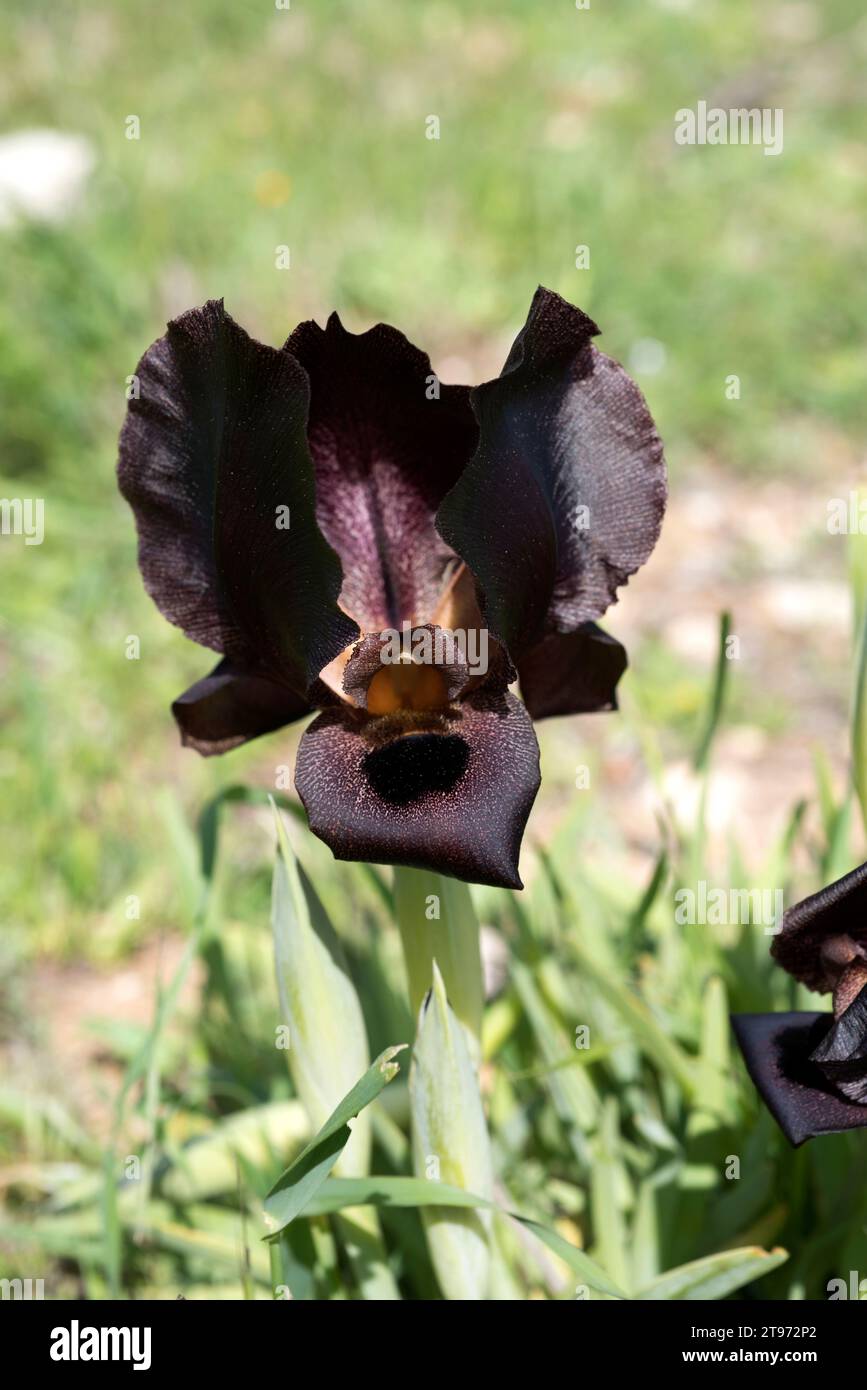 Jordan iris (Iris nigricans) is an endemic plant native to Jordan. It