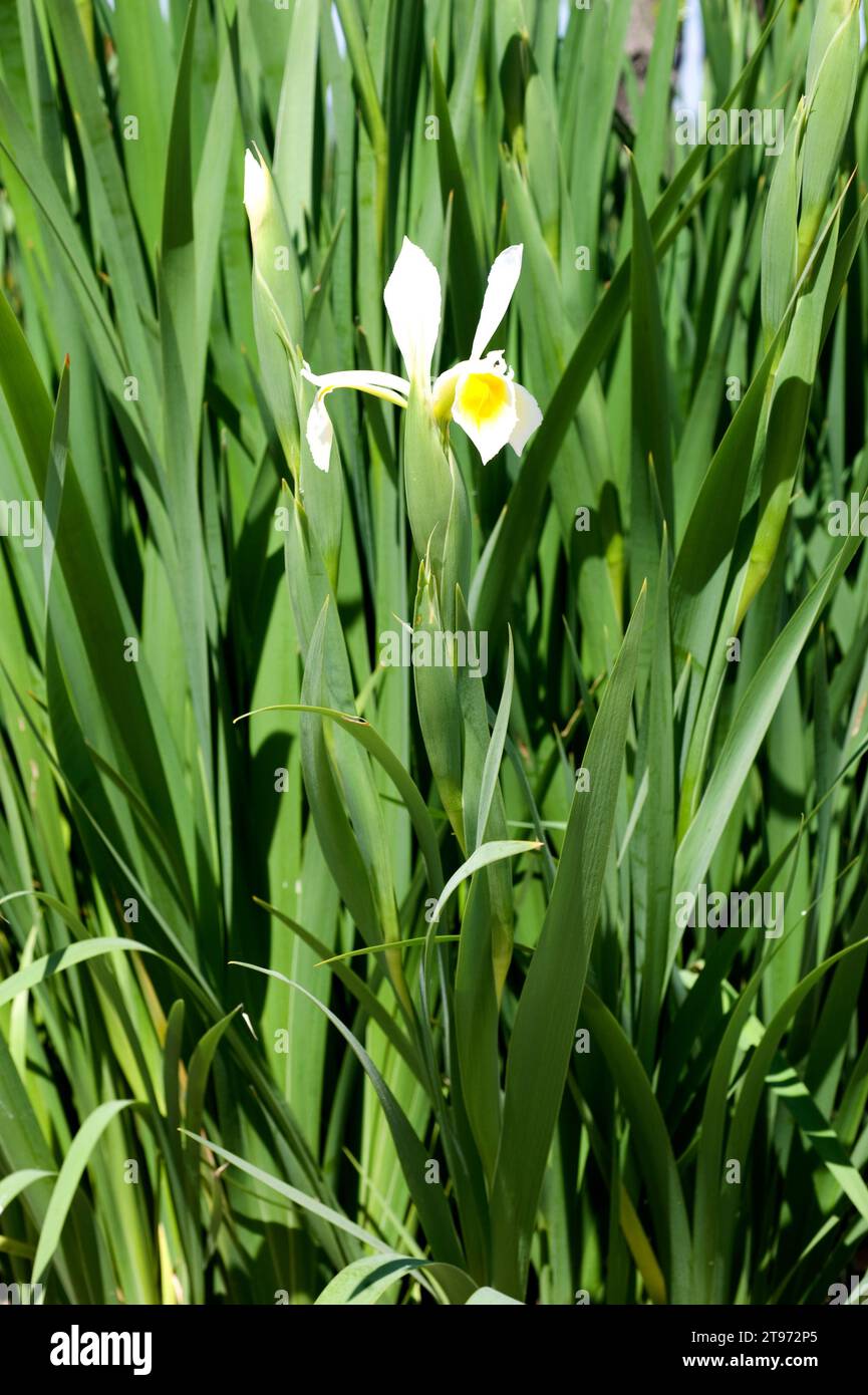 Turkish iris (Iris orientalis) is a perennial plant native to eastern Mediterranean region. Stock Photo