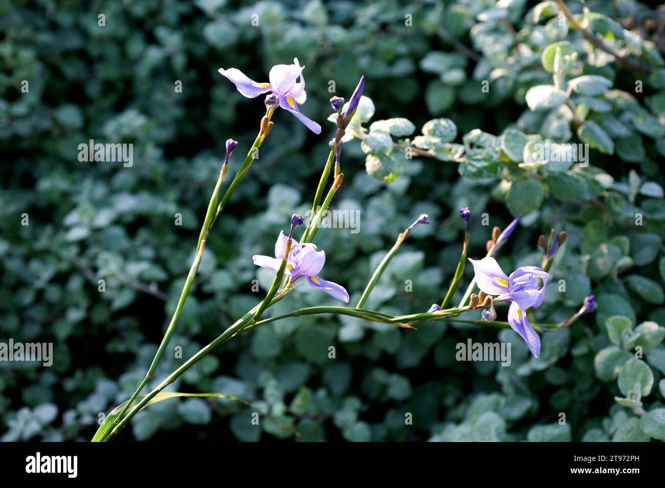 Butterfly iris (Moraea polystachya) is a toxic perennial plant native to Namibia and South Africa. Stock Photo