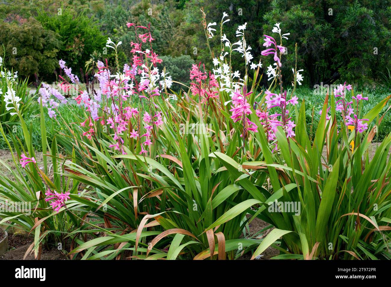 Fragrant bugle lily (Watsonia marginata) is an ornamental plant native to South Africa. Stock Photo