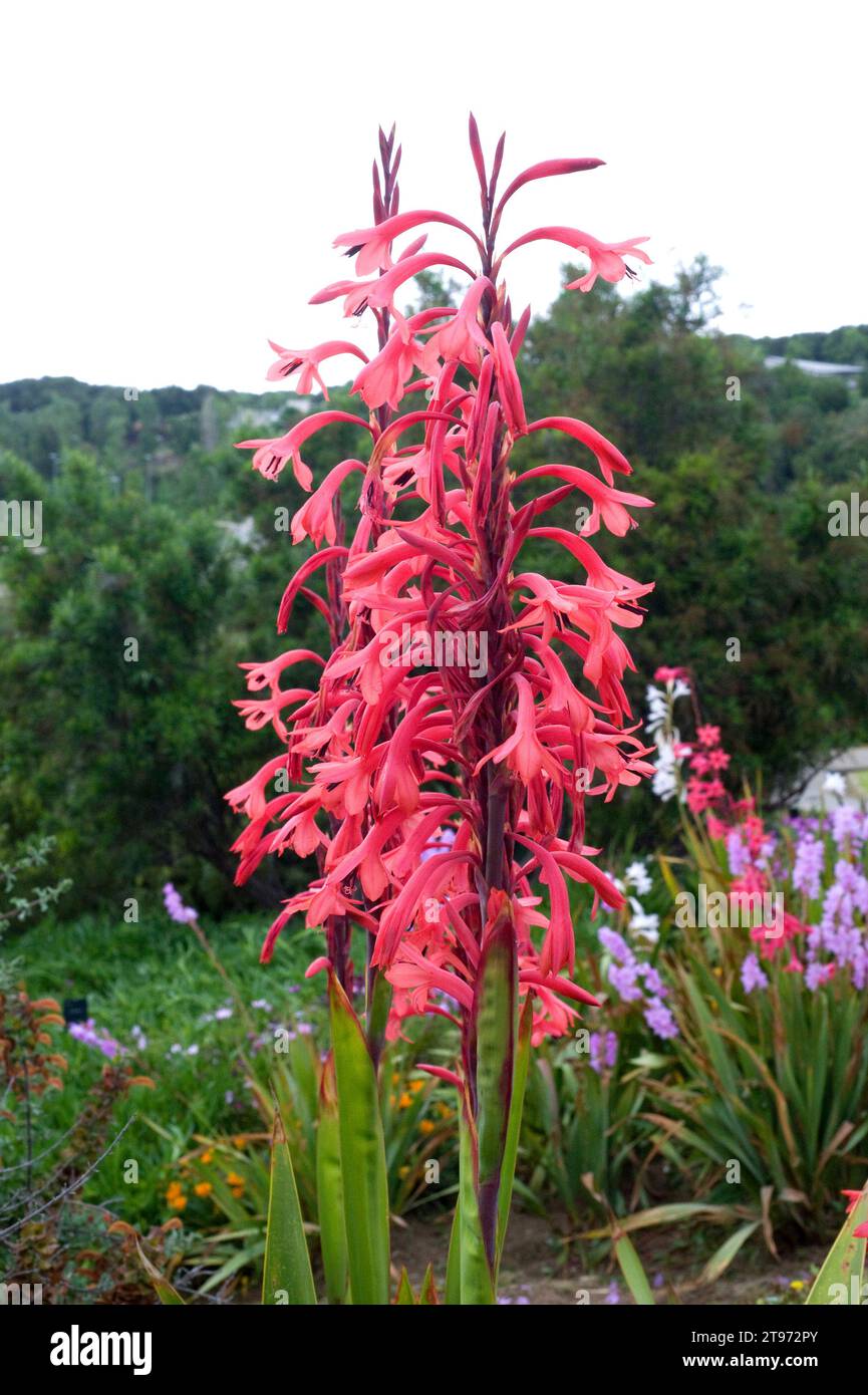 Bulbil bugle lily (Watsonia meriana) is an ornamental plant native to South Africa. Stock Photo
