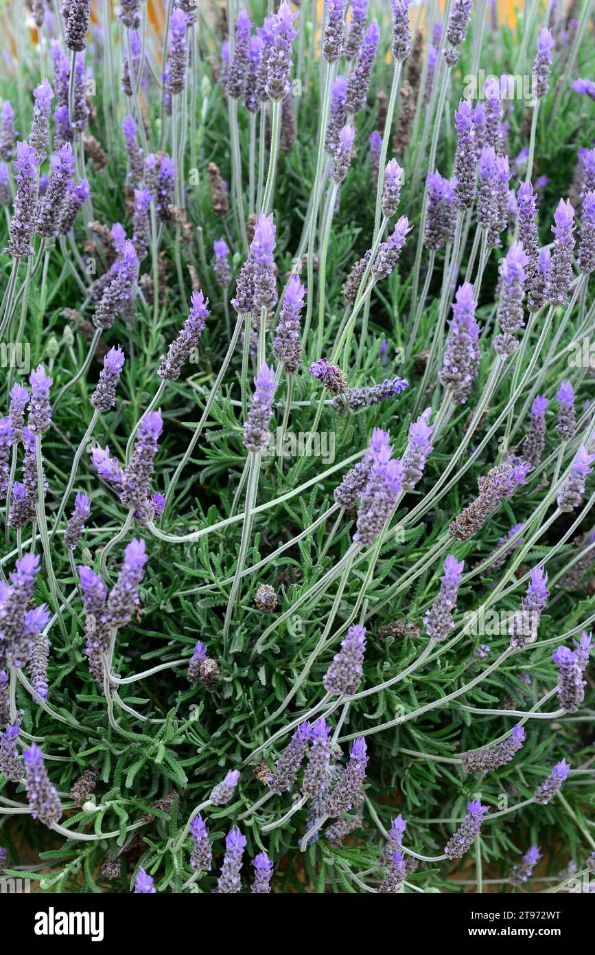 Cape Verde lavender (Lavandula crenata or Lavandula rotundifolia crenata) is a perennial herb native to Cape Verde. Stock Photo