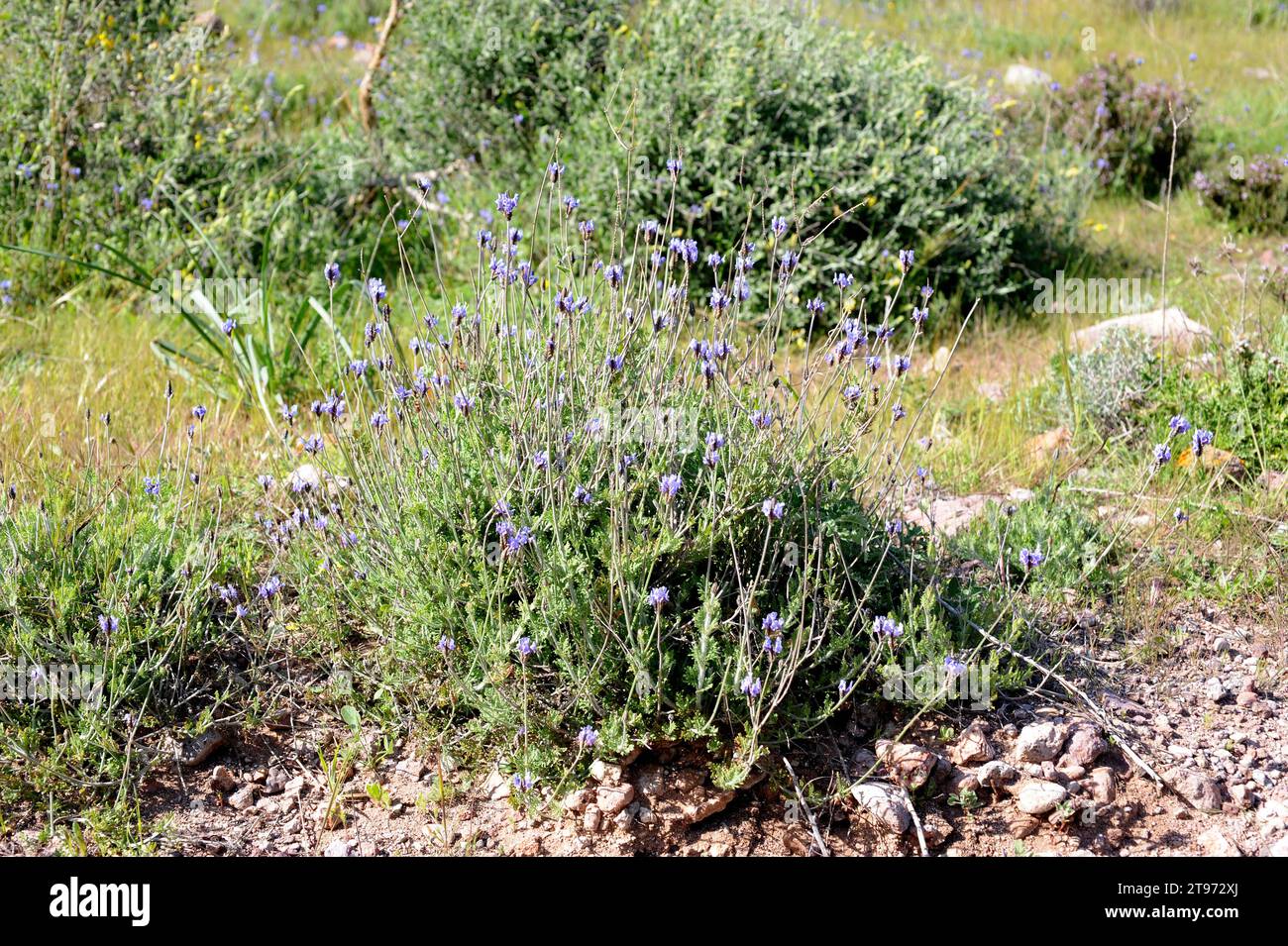 Fernleaf lavender (Lavandula multifida) is a perennial herb native to north Africa, southern Iberian Peninsula, Sicily and Canary Islands. This photo Stock Photo