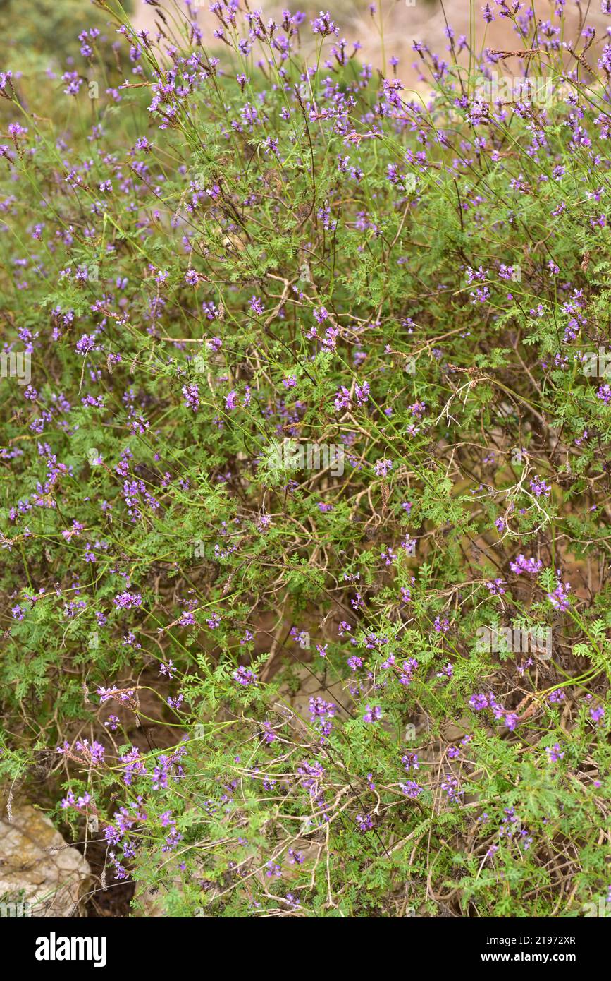 Fernleaf lavender (Lavandula multifida) is a perennial herb native to north Africa, southern Iberian Peninsula, Sicily and Canary Islands. This photo Stock Photo