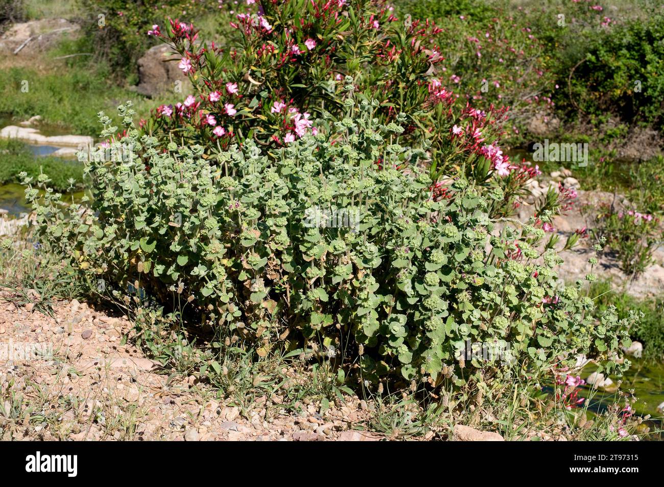 Marrubio (Marrubium supinum) is a subshrub native to eastern Spain and north Africa. This photo was taken near Onda, Castellon province, Comunidad Val Stock Photo