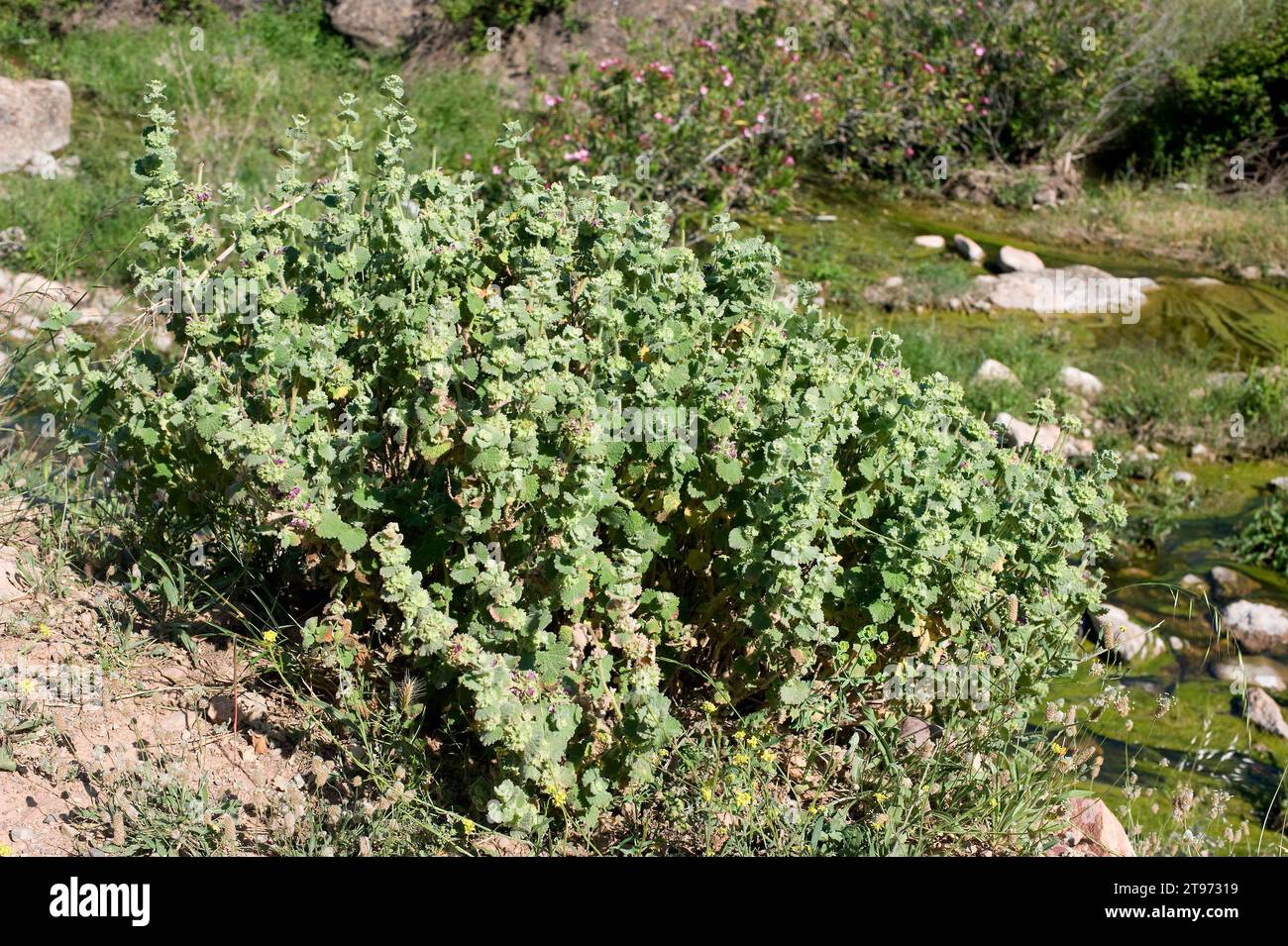 Marrubio (Marrubium supinum) is a subshrub native to eastern Spain and north Africa. This photo was taken near Onda, Castellon province, Comunidad Val Stock Photo