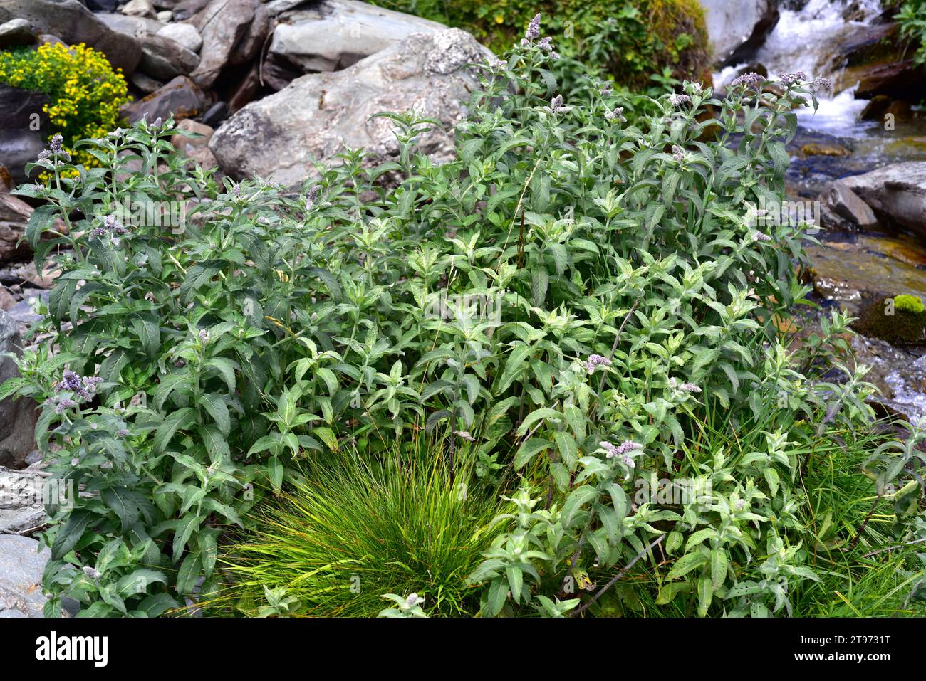 Horse mint (Mentha longifolia) is a perennial herb native to Europe, Africa and Asia. This photo was taken in Montgarri, Pallars Sobira, Lleida Pyrene Stock Photo