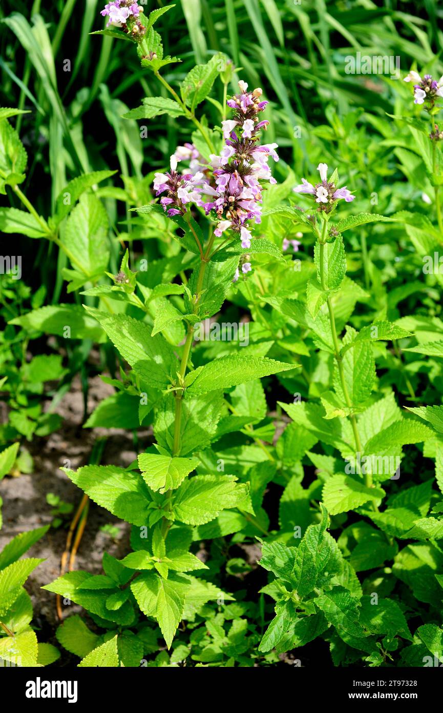 Nepeta (Nepeta subsessilis) is a perennial herb native to Japan. Stock Photo