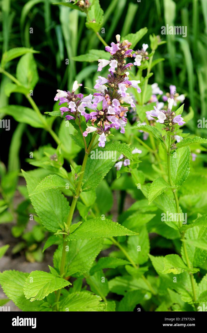 Nepeta (Nepeta subsessilis) is a perennial herb native to Japan. Stock Photo