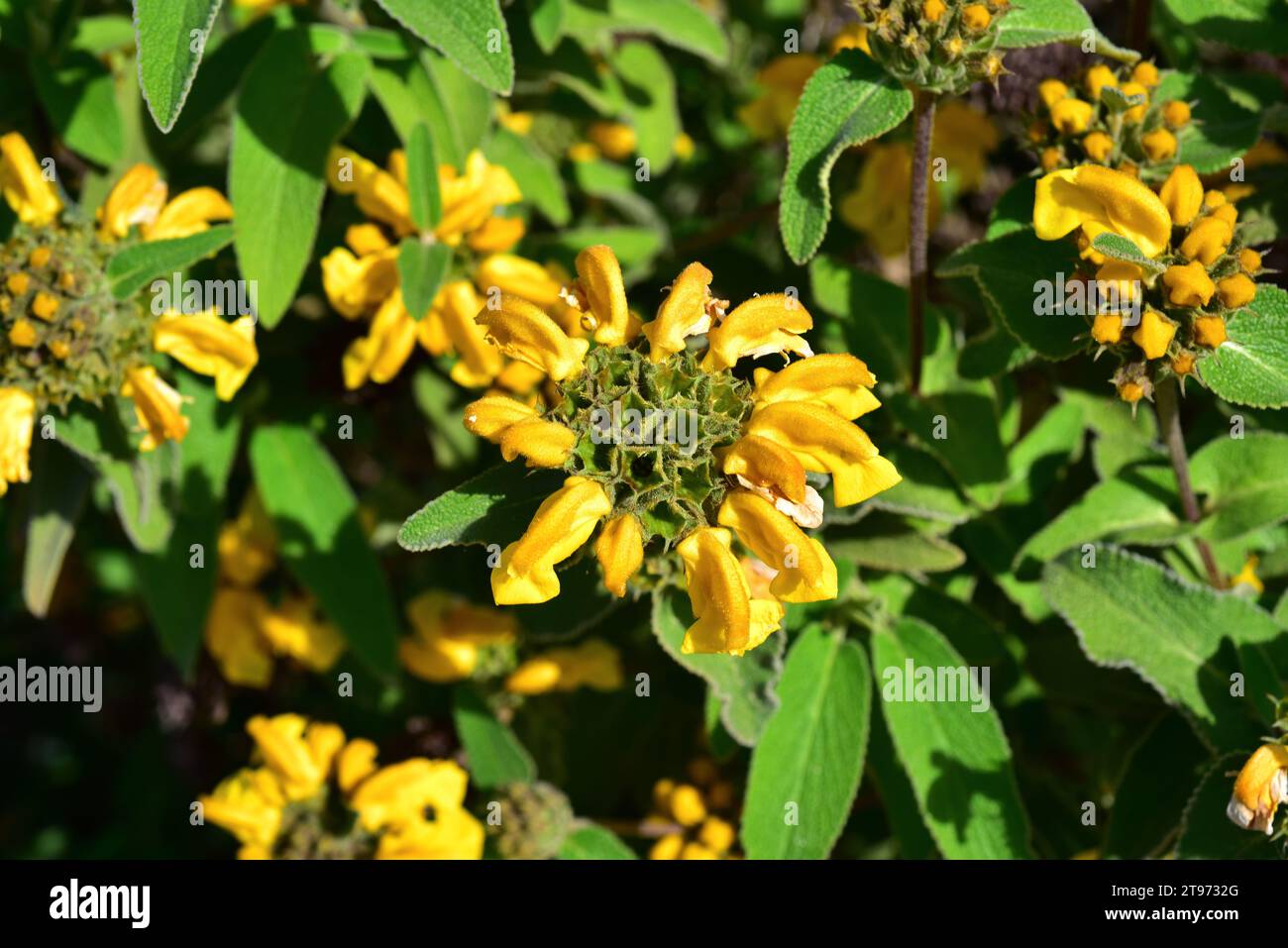 Cyprus sage (Phlomis cypria) is an endangered shrub endemic to Cyprus