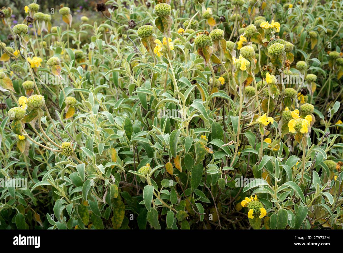 Jerusalem sage (Phlomis fruticosa) is an evergreen shrub native to eastern Mediterranean region, from Italy to Greece and Turkey. Stock Photo