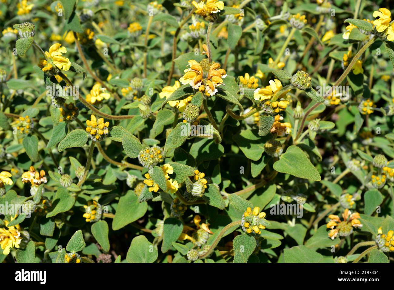 Jerusalem sage (Phlomis lycia) is a shrub native to Aegean Islands and Turkey. Stock Photo