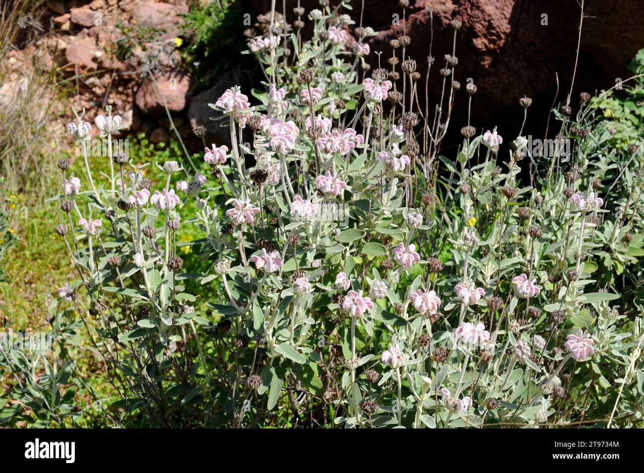 Matagallo (Phlomis purpurea almeriensis) is a shrub endemic to Andalusia. This photo was taken in Cabo de Gata Natural Park, Almeria province, Andalus Stock Photo