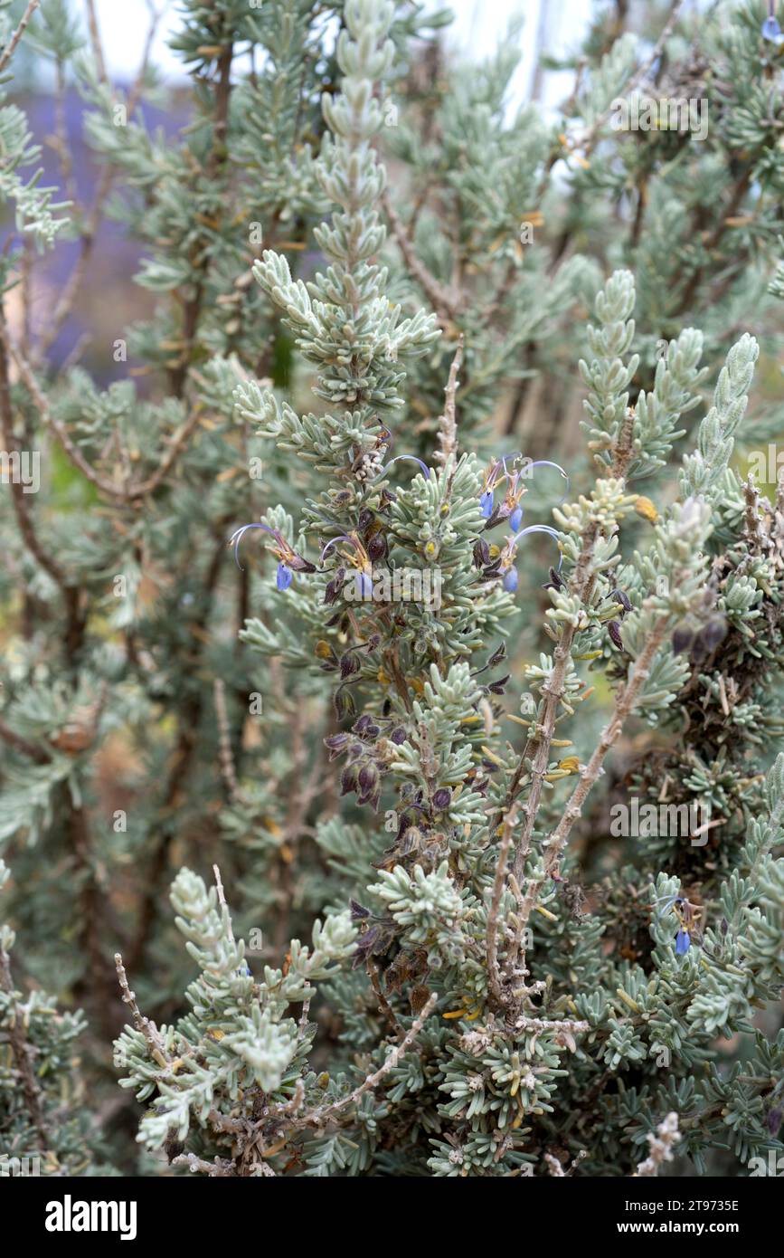 Romero blanco (Rosmarinus tomentosus or Salvia granatensis) is an endangered shrub native to Andalusia (Granada and Malaga). Stock Photo
