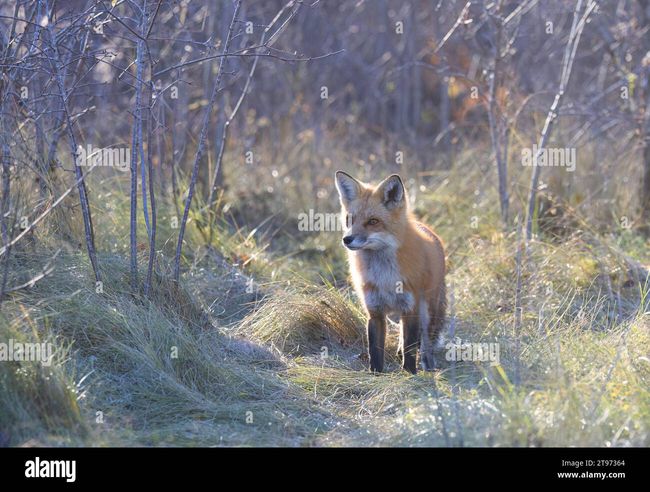 A young red fox walking through a grassy meadow in autumn. Stock Photo