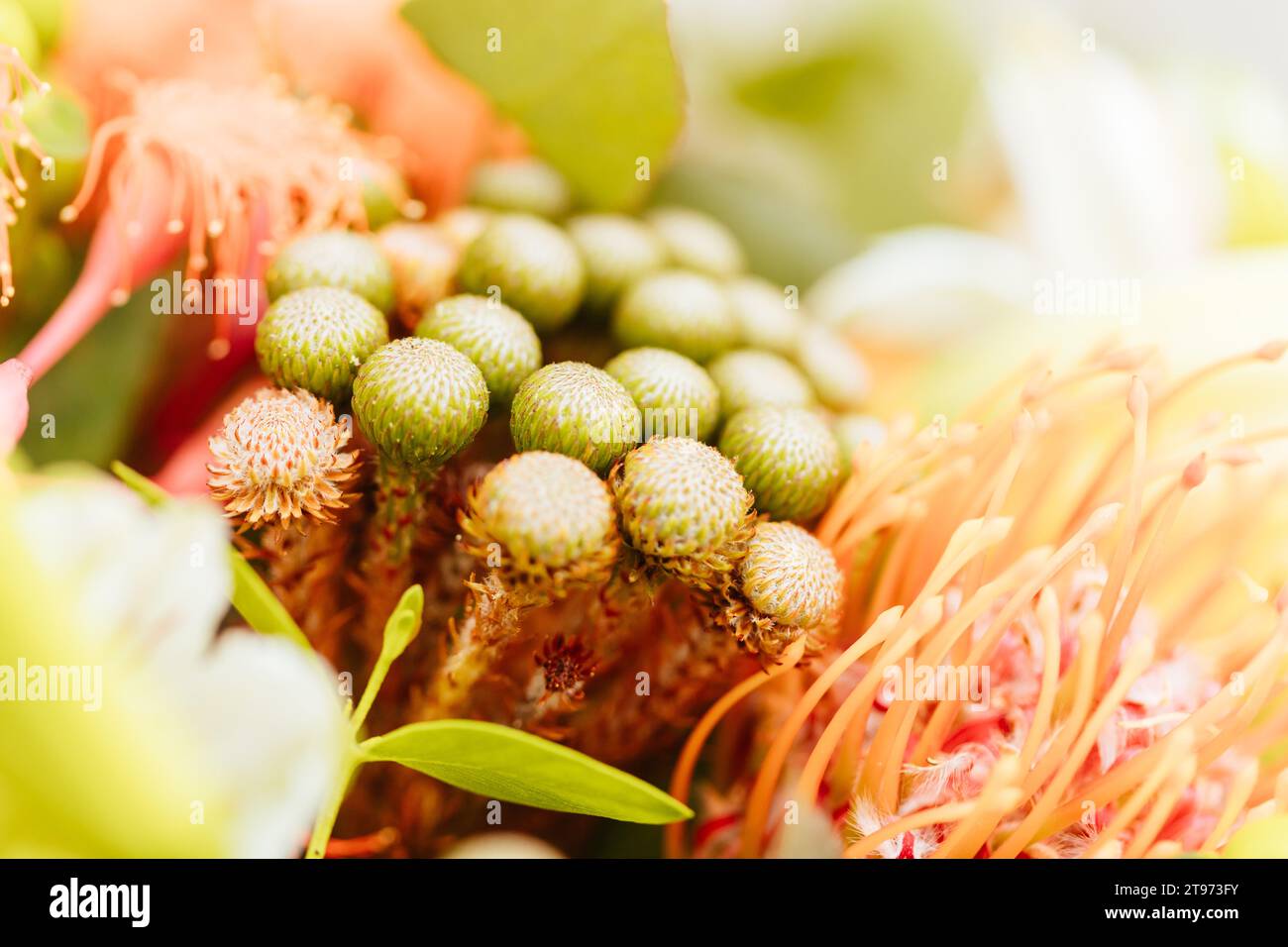 Australian table decorations and flowers for Christmas for a large