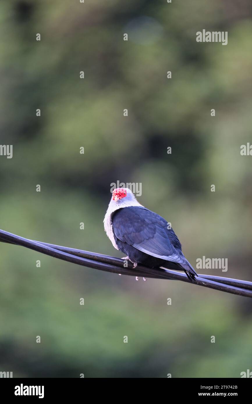 Seychelles blue pigeon on electric cable, blur background, Mahe, Seychelles Stock Photo