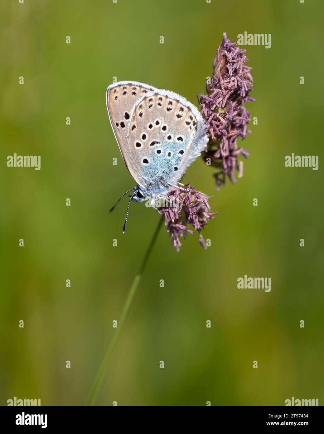 Large Blue Butterfly on Red Fescue Grass Stock Photo