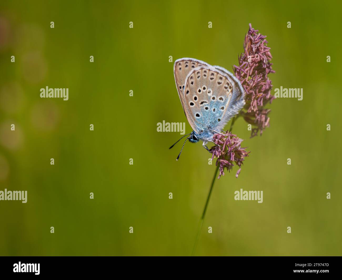 Large Blue Butterfly on Red Fescue Grass Stock Photo